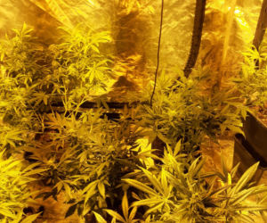 Plantacja konopii indyjskich zlikwidowana przez tarnowską policję
