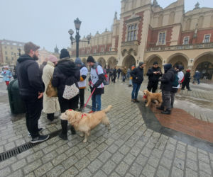 34. finał WOŚP w Krakowie. Golden Retrievery na Rynku Głównym