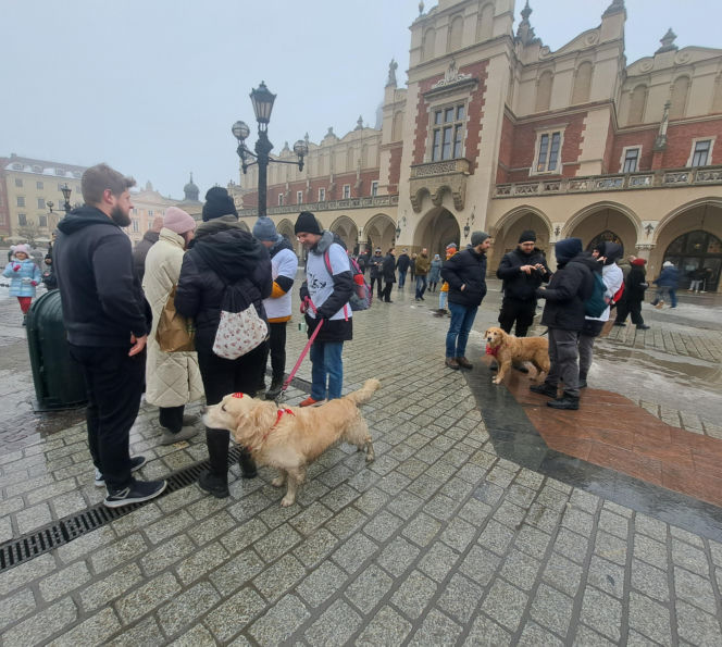 34. finał WOŚP w Krakowie. Golden Retrievery na Rynku Głównym