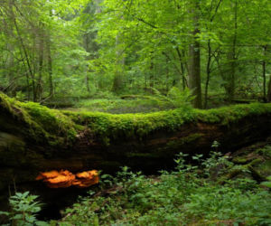 Puszcza Białowieska