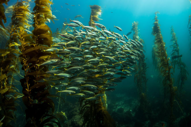 Światowy Dzień Oceanów 2026: odpowiedzialne połowy pomagają chronić oceany