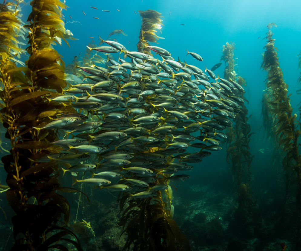 ŚWIATOWY DZIEŃ OCEANÓW