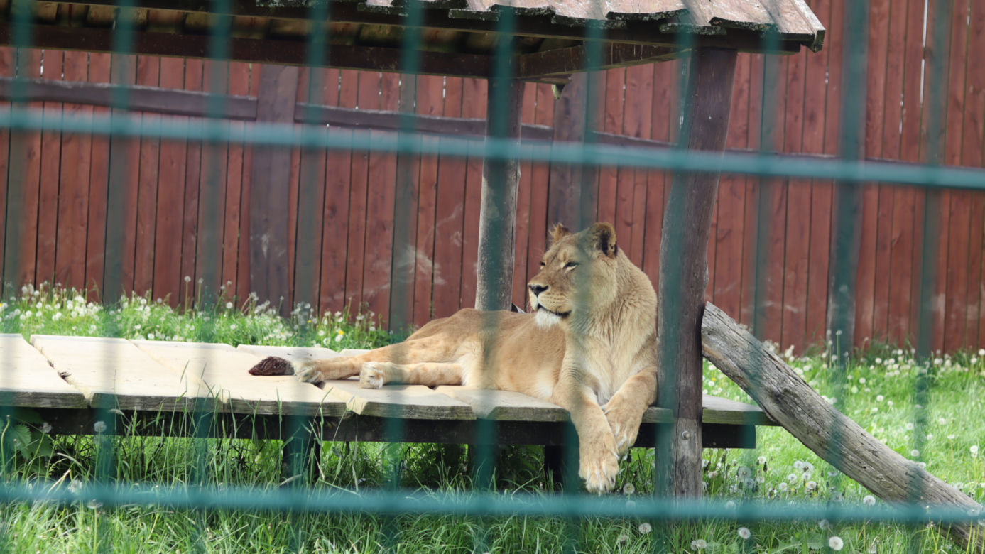 Pomysł na wycieczkę niedaleko Lublina? Zoo w Wojciechowie to idealny kierunek!