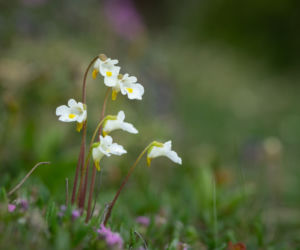 Tłustosz (Pinguicula)