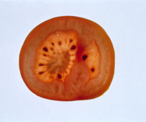 Pomidor, pomidory