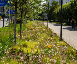 „Ale się wyciągnęła!”. Sprawdzamy, jak wygląda zasadzona w zeszłym roku miejska zieleń - ZDM Warszawa