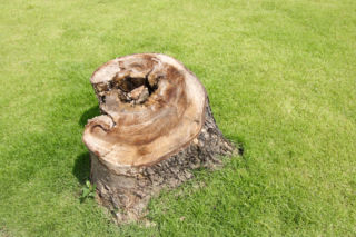 Tak usuniesz nieestetyczny pień po ściętym drzewie 