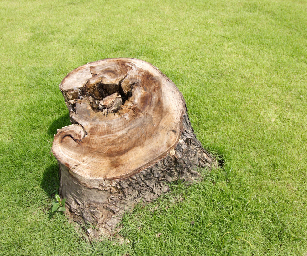 Tak usuniesz nieestetyczny pień po ściętym drzewie 