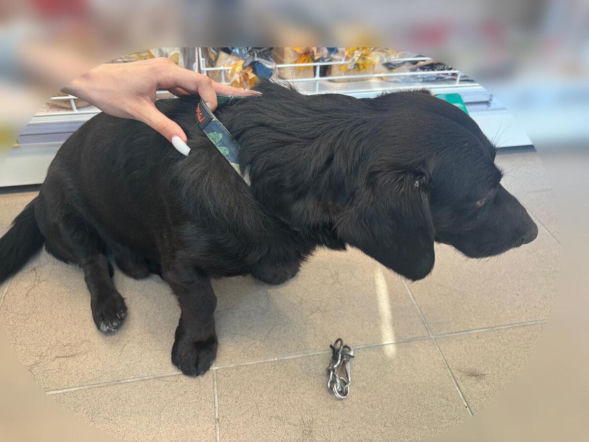 Kopał psa na oczach świadków w galerii handlowej! W sprawie interweniowała policja
