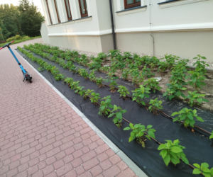 Park kieszonkowy, Siedlce, sala Podlasie