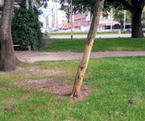 Ktoś celowo okalecza drzewa w centrum Szczecina