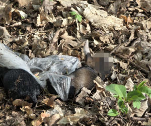 Martwe szczeniaki znalezione pod Warszawą