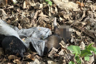 Martwe szczeniaki znalezione pod Warszawą