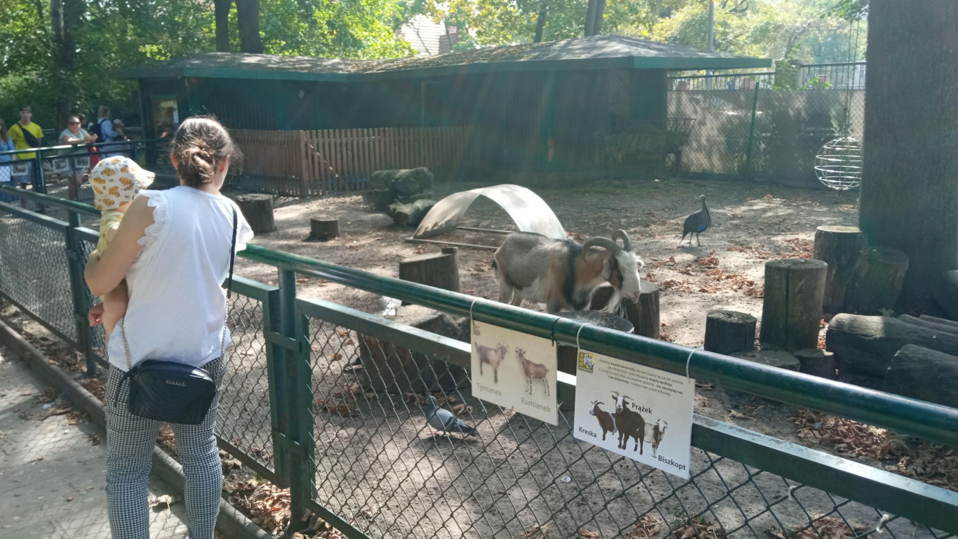 Stare ZOO w Poznaniu. Idealne miejsce na rodzinne spacery w sercu miasta 