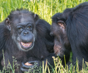 Zoo Wrocław: Szympansy