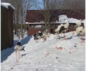Bocian dostał w dziób od Pana Andrzeja