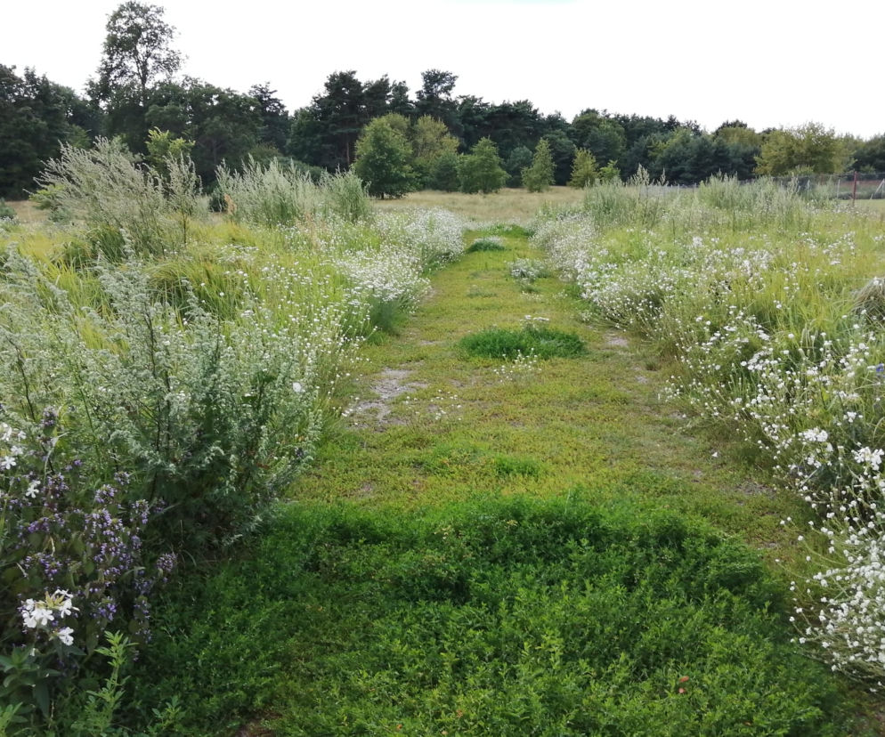 Park Naturalny Wrzosowisko – mieszkańcy kontra władze Torunia [AUDIO]