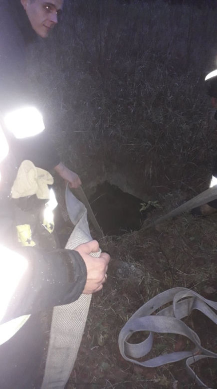Łosiniany. Nietypowa akcja strażaków. Wyciągnęli łosia z piwnicy