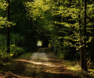 Puszcza Białowieska