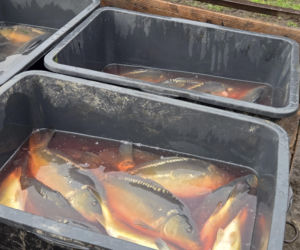 Siostry Benedyktynki ze Staniątek rozpoczęły sprzedaż karpia