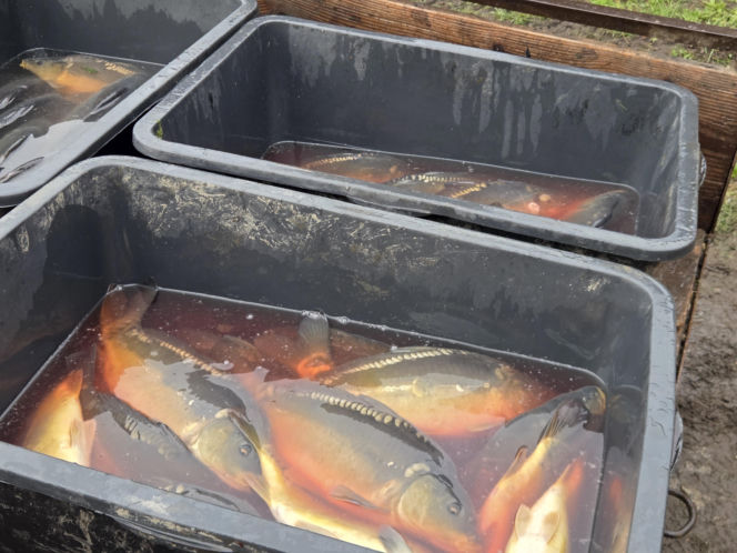 Siostry Benedyktynki ze Staniątek rozpoczęły sprzedaż karpia