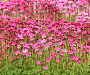 Niskie byliny długokwitnące, zimujące w gruncie