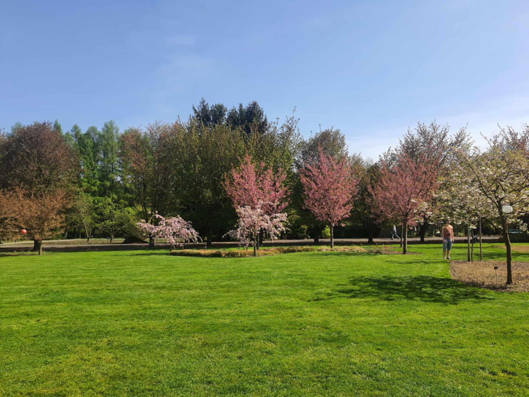 Kwitnące wiśnie i magnolie w Ogrodzie Botanicznym w Powsinie
