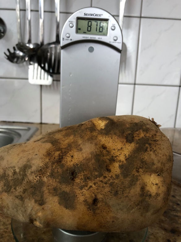 Ziemniak gigant z Małopolski