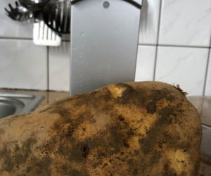 Ziemniak gigant z Małopolski
