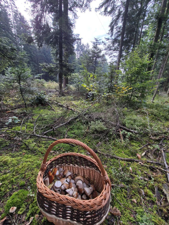Grzybiarze zapełniają lasy w Świętokrzyskiem. Są borowiki, rydze i maślaki, ale jest pewien problem