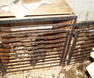 Pseudohodowla w Dobrczu pod Bydgoszczą. W takich warunkach żyło blisko 170 psów! [ZDJĘCIA]