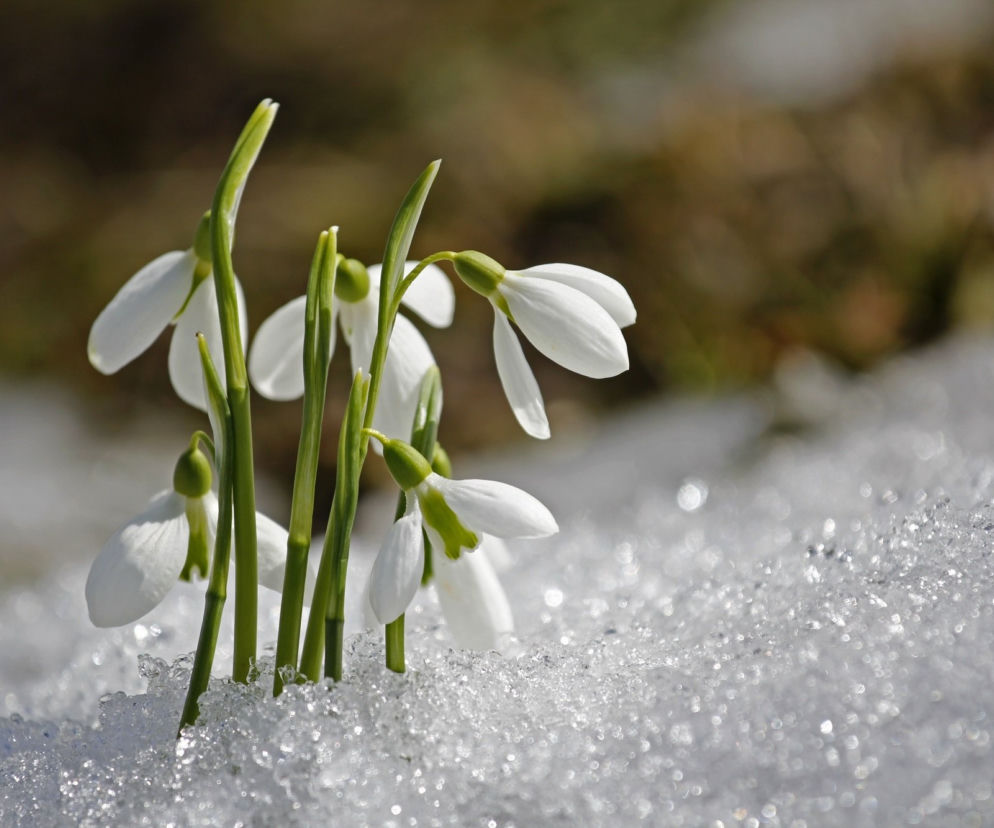 Przebiśnieg