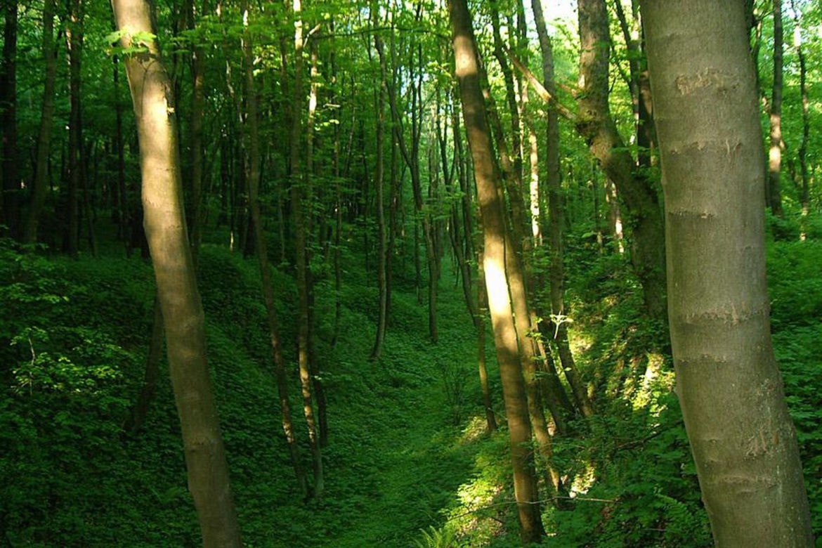 Rezerwat Grabowiec koło Pińczowa