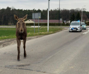 Struł się i szukał pomocy. Chory łoś zablokował ruchliwą trasę