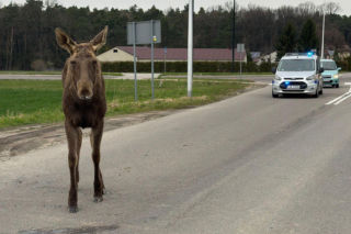 Struł się i szukał pomocy. Chory łoś zablokował ruchliwą trasę