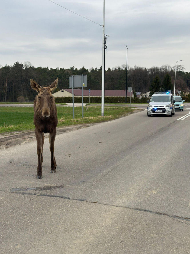 Struł się i szukał pomocy. Chory łoś zablokował ruchliwą trasę