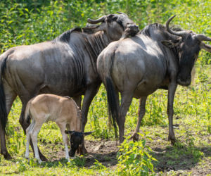 We wrocławskim zoo urodziły się gnu białobrode