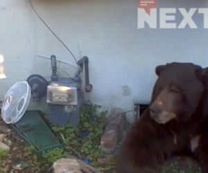 Odkrył, że żyje w jednym domu z niedźwiedziem! Zapowiada pozew