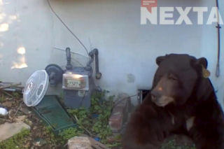 Odkrył, że żyje w jednym domu z niedźwiedziem! Zapowiada pozew