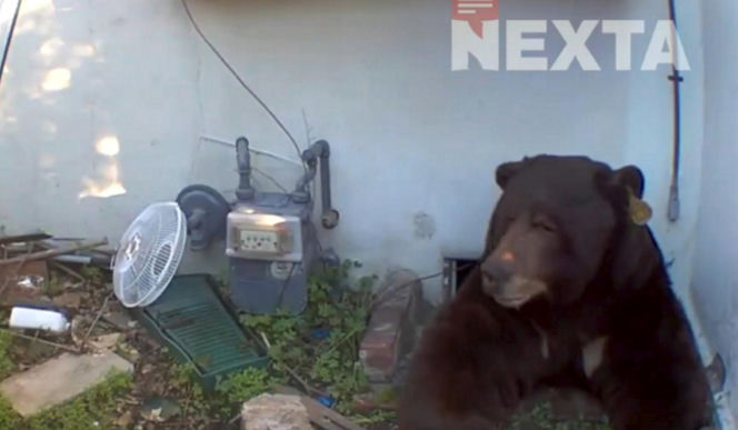 Odkrył, że żyje w jednym domu z niedźwiedziem! Zapowiada pozew