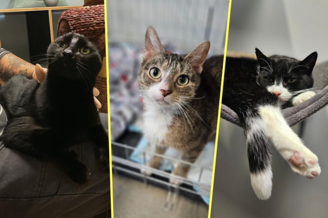 Koty ze szczecińskiego schroniska czekają na nowy dom