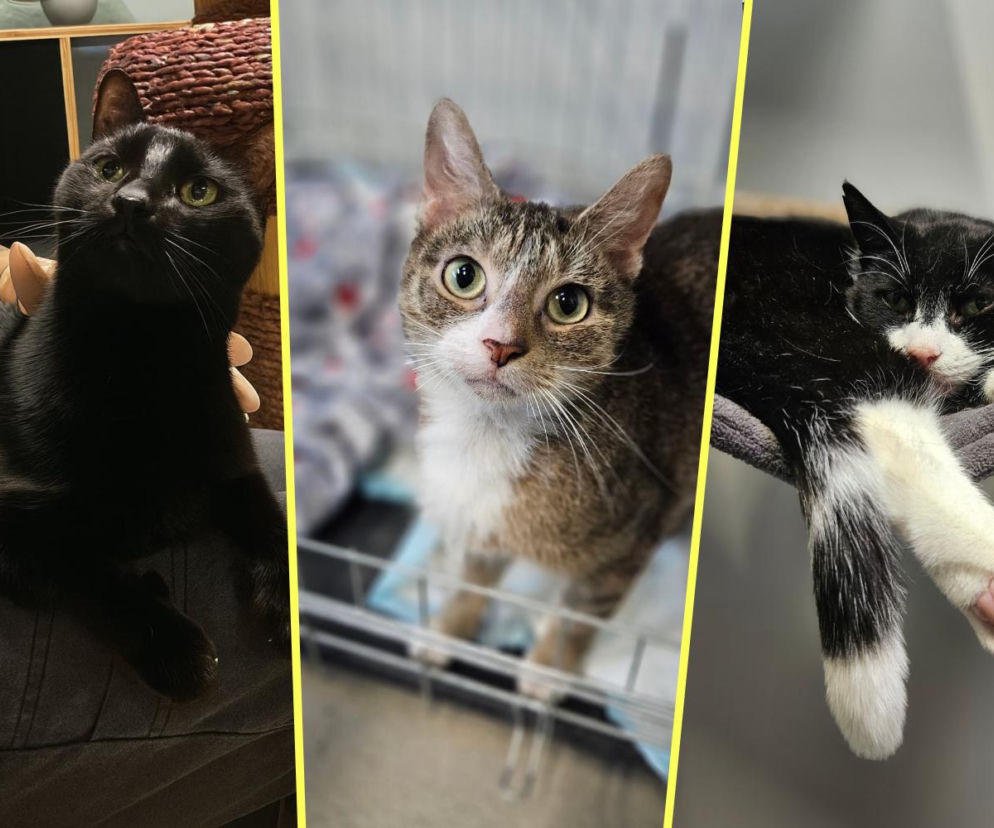 Koty ze szczecińskiego schroniska czekają na nowy dom