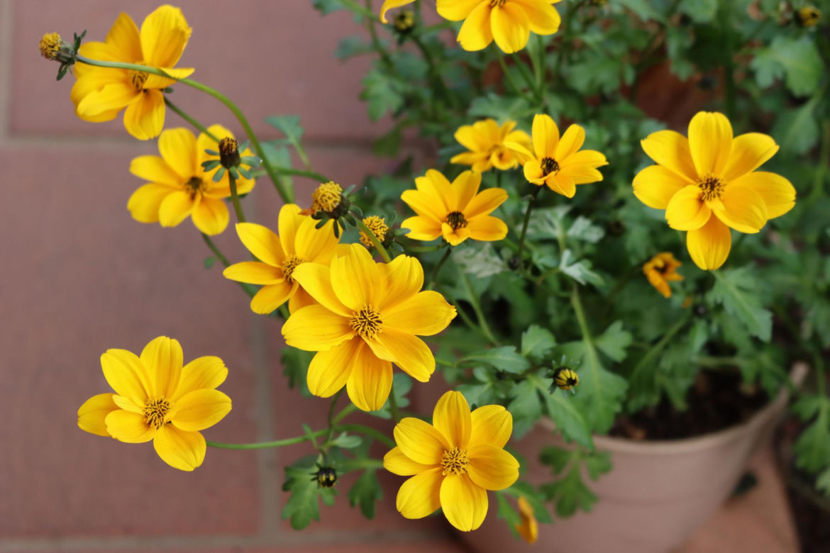 Uczep rózgowaty (Bidens ferulifolia)