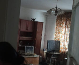 Żyła w mieszkaniu z chmarą gołębi. Służby weszły do środka i oniemiały!