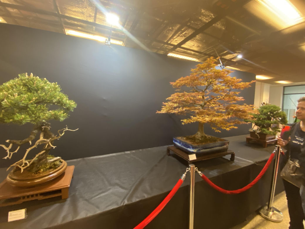 "Potworne Cuda", Światowa Wystawa Orchidei, Bonsai i Sukulentów oraz targi roślin na PGE Narodowym