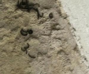 Krocionogi nie dają żyć mieszkańcom Strzemieszyc