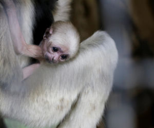 Czapki z głów! W Zoo Płock urodził się gibon czapnik! W naturze już go prawie nie ma [ZDJĘCIA]