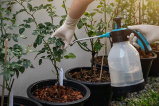 Wlej do wody 1 porcję i spryskaj mszyce na kwiatach doniczkowych. To je od razu udusi, a roślina będzie czysta. Domowy sposób na mszyce na kwiatach