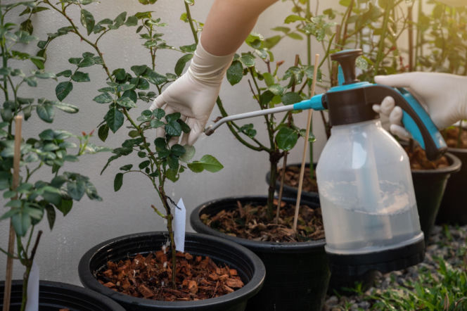 Wlej do wody 1 porcję i spryskaj mszyce na kwiatach doniczkowych. To je od razu udusi, a roślina będzie czysta. Domowy sposób na mszyce na kwiatach