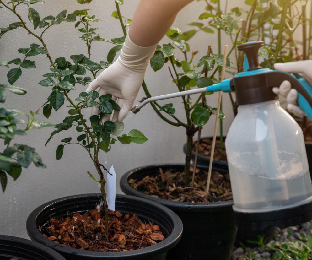 Ten jeden składnik uratuje twoje kwiaty. Mszyce padną w kilka sekund